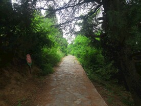 林中小路