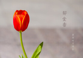 郁金香