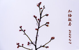 雪中绽放的梅花 