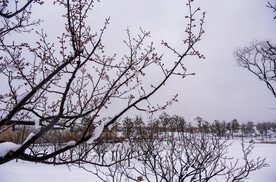 雪中梅园