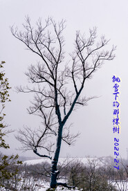 飘雪下的那棵树 
