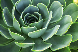 植物细节
