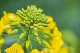 春天里的油菜花
