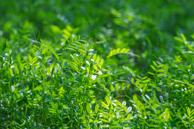 春天清新绿色小草