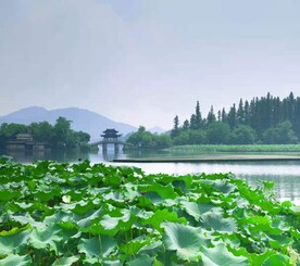 荷花湖景