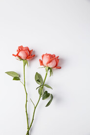 情人节玫瑰花摄影图