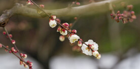 白梅花