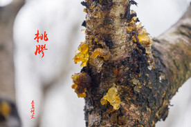 桃胶