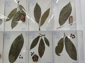 巧克力树叶果实坚果