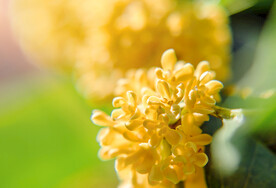 阳光下的桂花特写