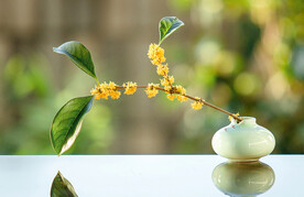 古风花瓶里的桂花枝摄影