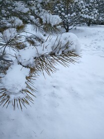 北方松针上的雪