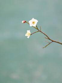 白梅花
