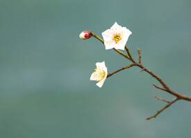 白梅