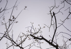 梅花林