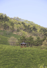 茶山