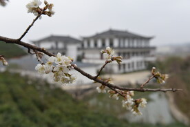 茶