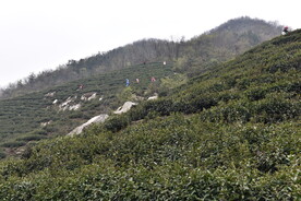 茶山