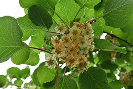 茶