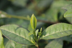 茶