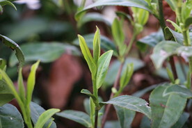 茶