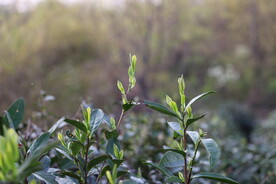 茶
