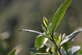茶