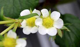 草莓花