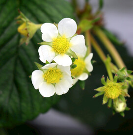 草莓花