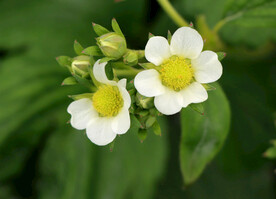 草莓花