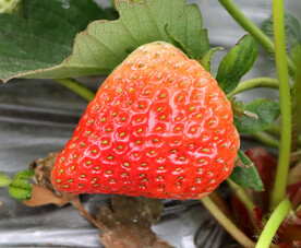 草莓