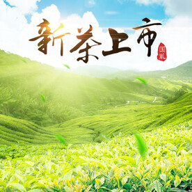 新茶上市