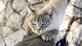 猫猫