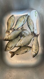 鲫鱼