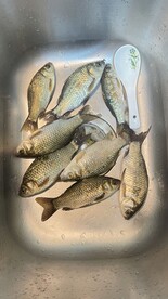 野生小鲫鱼