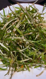 空心菜苗凉拌冷菜 
