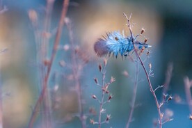 花草