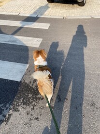 女人与狗