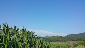 玉米地