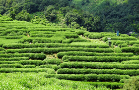 最美茶园摄影图