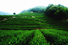 茶园摄影图