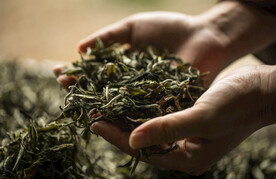 手捧茶叶摄影素材