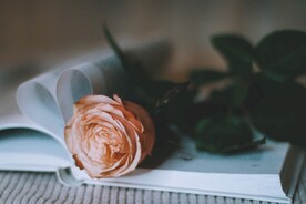 玫瑰花