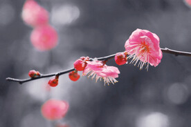 腊梅寒梅梅花 
