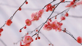 腊梅寒梅梅花 