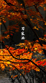 红枫枫树枫叶