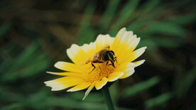 小雏菊菊花 
