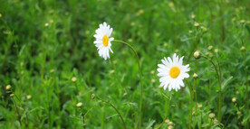 小雏菊菊花 