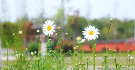 小雏菊菊花 