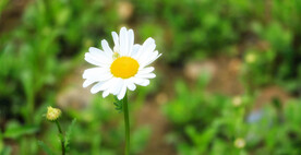 小雏菊菊花 